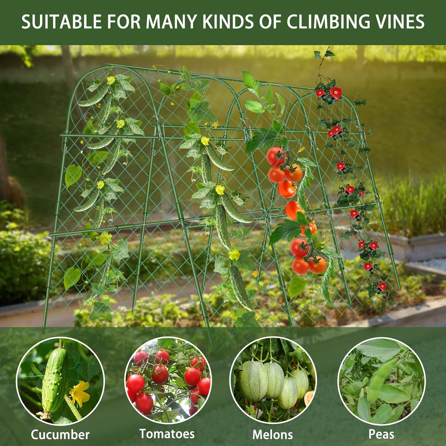 Cucumber Trellis for Raised Beds, 63 x 47 Inch Garden Arch Trellis for Climbing Plants Outdoors with Climbing Net, Detachable Cucumber Trellis Support for Tomato, Squash, Zucchini - Image 3