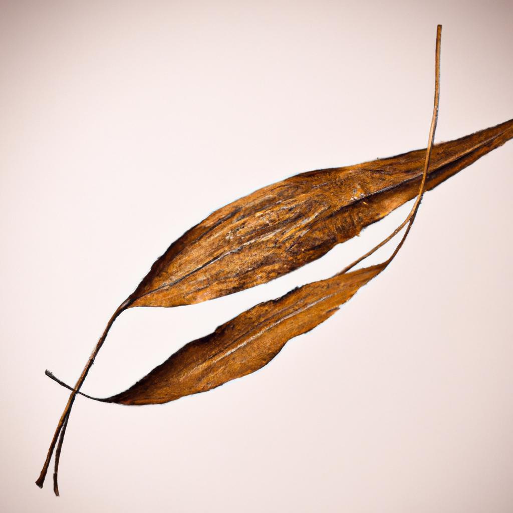 Clique e Descubra Plantas Que Raramente Morrem